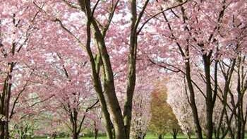 Japanische Kirsche Baumpatenschaft Wildpark Schloss Tambach